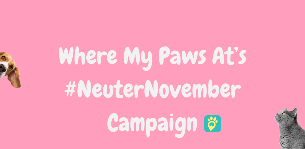 #neuternovember campaign
