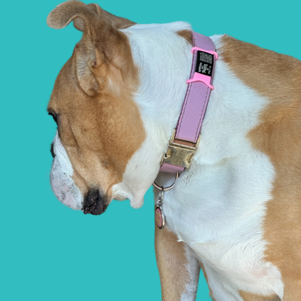 Smart pet tag for cats and dogs