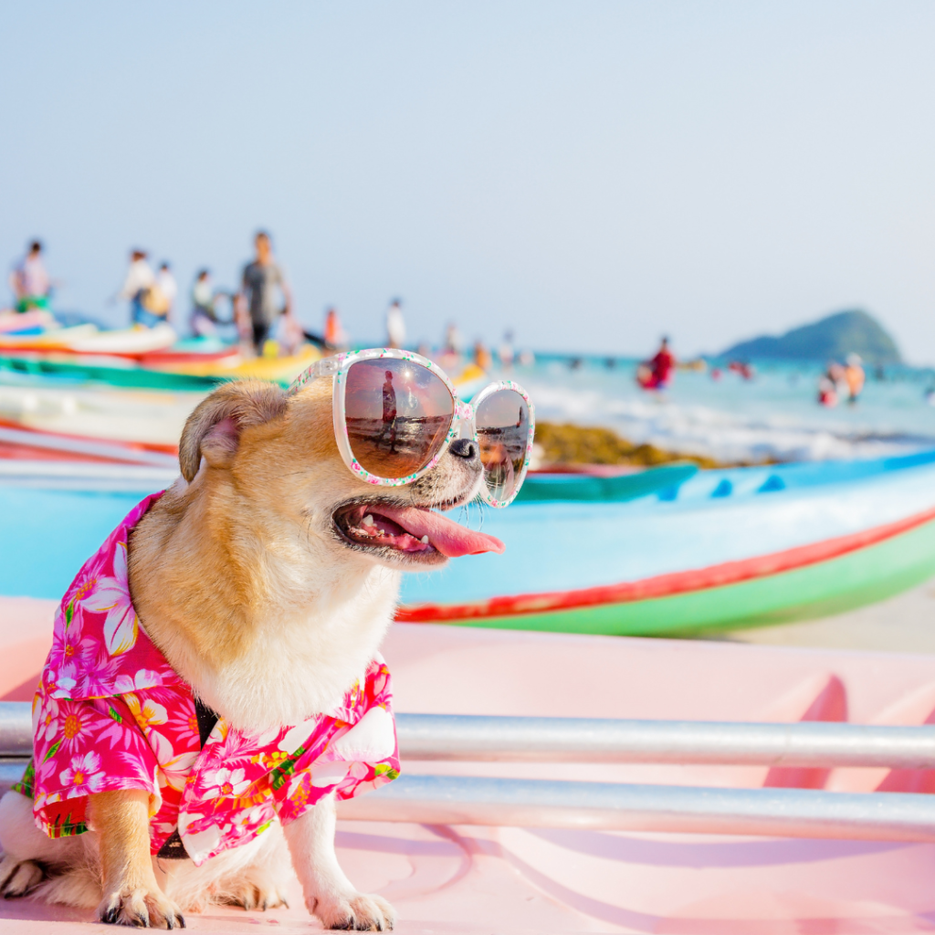 dog friendly beaches in the uae, dog beaches