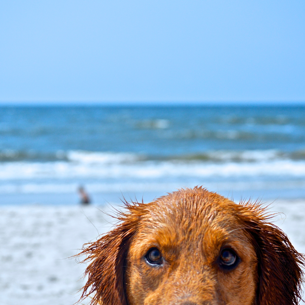 Which Beaches Allow Dogs in the UAE
