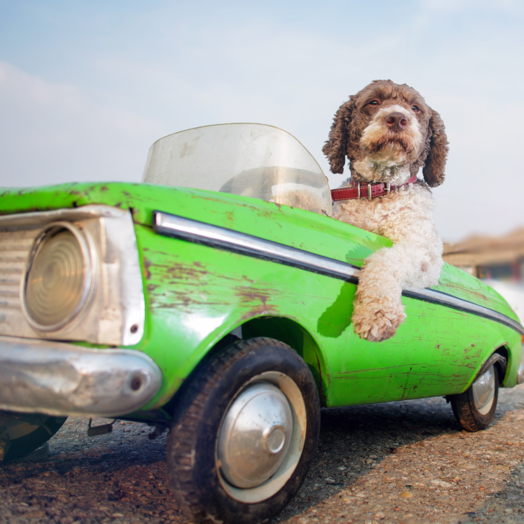 pet taxi UAE