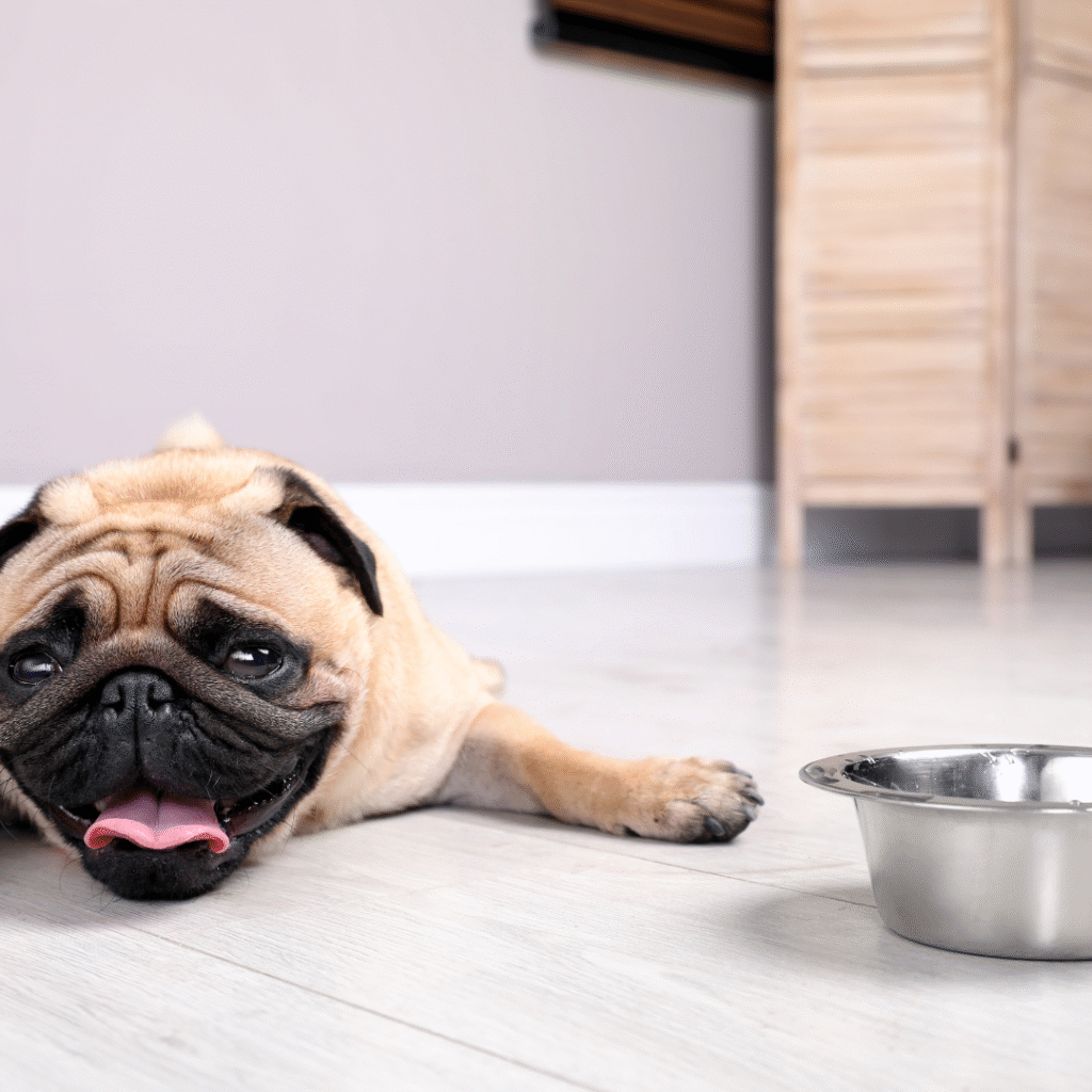Heat stroke in pets in the UAE Summer
