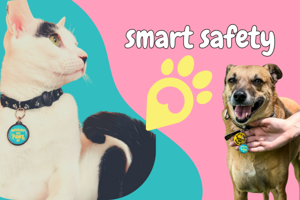 Lost dogs, lost cats, pets in uae, where my paws at