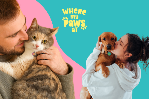 Lost dogs, lost cats, pets in uae, where my paws at