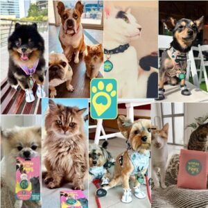 Smart Pet Tags for Cats & Dogs in the UAE