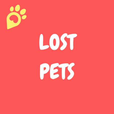 Missing Pets in the UAE